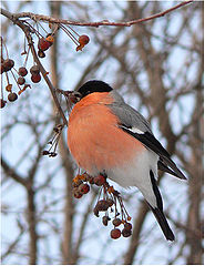 photo "The bullfinch"