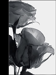 photo "***"