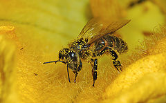 photo "Bee"