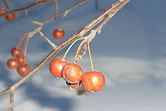 photo "winter apples"