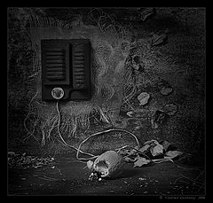 photo "Experiments. Cornucopia."