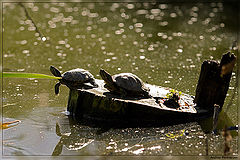 photo "Titanik"