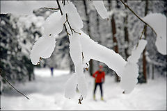 фото "лыжню"