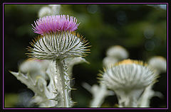 фото "Fearless Beauty"