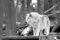 photo "The alpha"