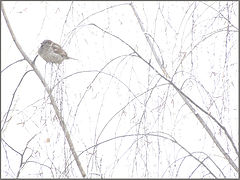 photo "Little bird is cold"