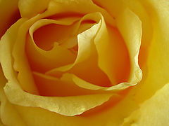 photo "***"