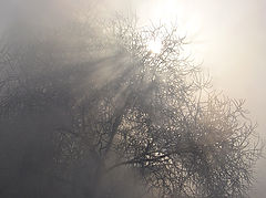 photo "Mysterious wood"