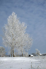 photo "Frosty morning"