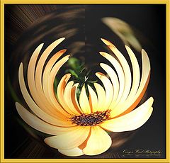 фото ""Seeking the light "."