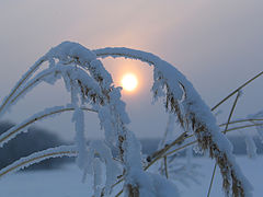 photo "***"