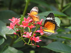 фото "бабочки/beauties of nature"