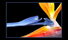 photo "Tear"