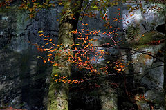 photo "consdorf"