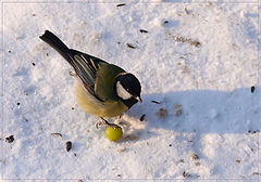 photo "I love that grape..."