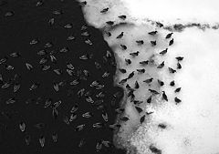 photo "***"