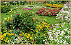 фото "Ириновый сад в начале сентября"