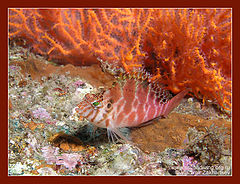 photo "Fiery red"