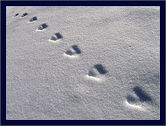 photo "Winter diagonal."