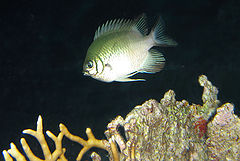 photo "Damsel"