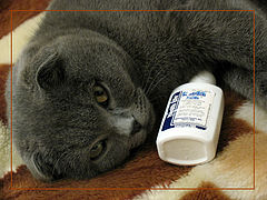 photo "And cats have a cold"