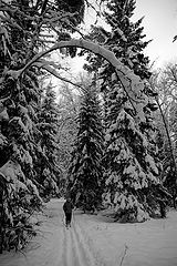фото "на красногорской лыжне"