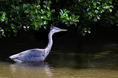 photo "Hunting for dinner"