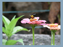 фото "honey"