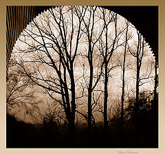 фото "Curve"