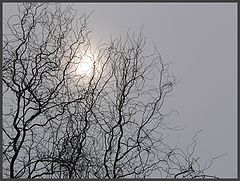 photo "Winter embroidery"