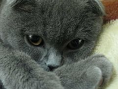 photo "Of what cats think?"