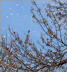photo "Winter@birds"