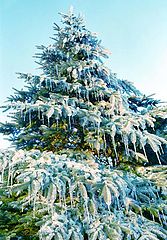 photo "Winter tree"