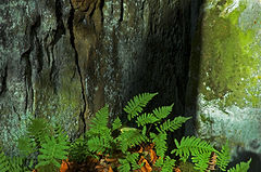photo "consdorf3"