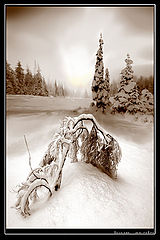 photo "***"
