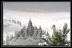photo "***"