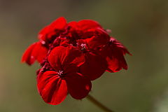 photo "Red flower"