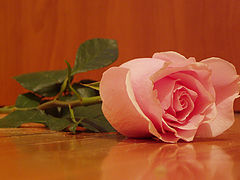 photo "Delicate"
