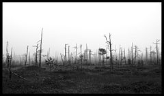 photo "***"