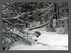 фото "Лесными тропами"