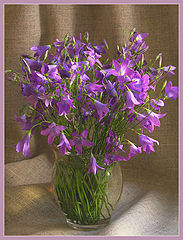 фото "Delicasy"