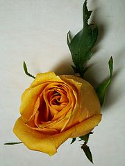 photo "rose"