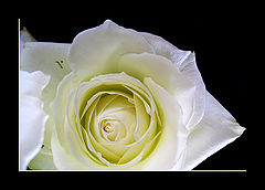 photo "Heppy Valentine!"