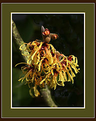 photo "Hamamelis x Intermedia"