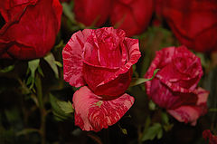 photo "Happy Saint Valentine's Day!"
