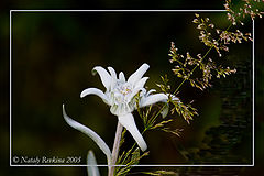 photo "Moon-light"