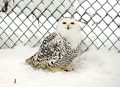 photo "The Owl 2"