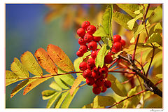 photo "Autumn colors"