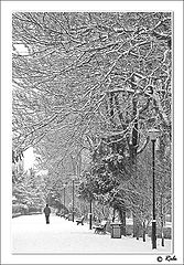 photo "snow"