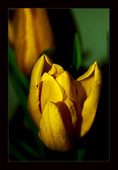 photo "Tulip"